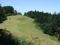 Sianokosy na poudniowej polanie pod wierzchokiem Kordowca (2010 r.)