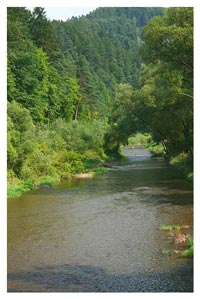 Potok Muszynka