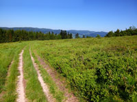 Beskid Sdecki - Polana Niemcowa