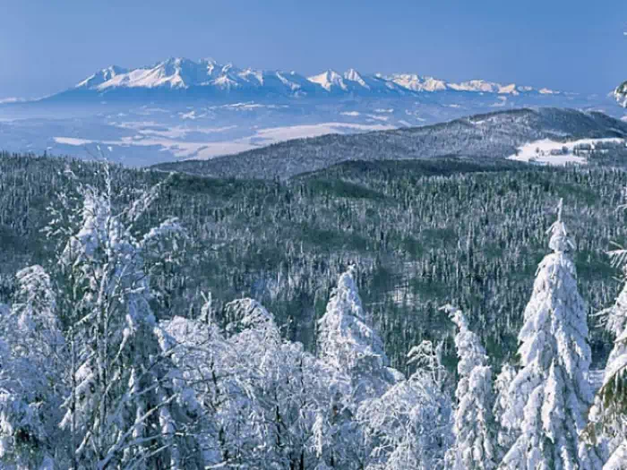 Widok na Tatry z Jaworzyny Krynickiej