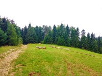 Podejcie na szczyt JAworzynka 1001 m.n.p.m.-szlak ty