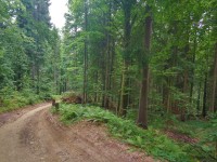 Podejcie na szczyt JAworzynka 1001 m.n.p.m.-szlak ty