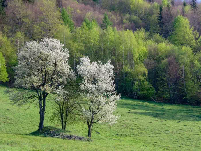 Polana Maćkowska fot. tadeusz dziedzinaC 