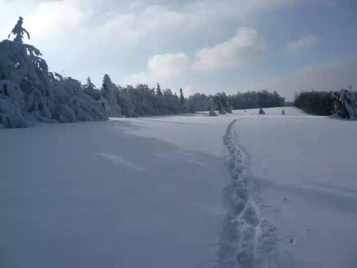 Hala na Jaworzynie Kokuszczańskiej