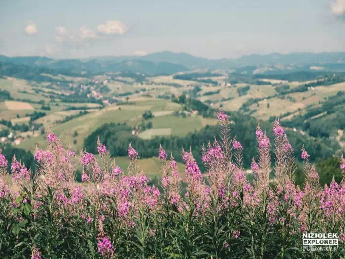 Wola Krogulecka - Platforma Widokowa fot. Fujikowanie