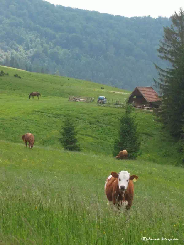 Wierchomla - Wyne Maki fot. Jacek Wojcik