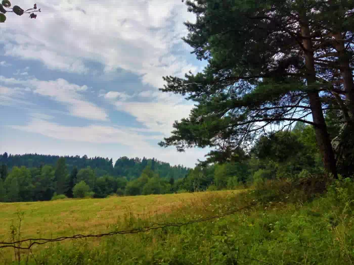 Podejcie na szczyt Jaworzynka 1001 m.n.p.m.-szlak ty ;;  fot. beskidsadecki.eu