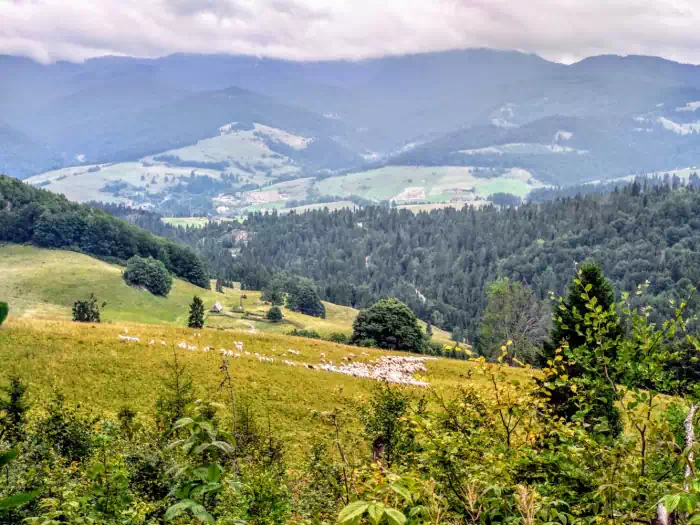 Borsuczyny  ( 939 m.n.p.m ) widok na dolin grnego Grajcarka fot. beskidsadecki.eu