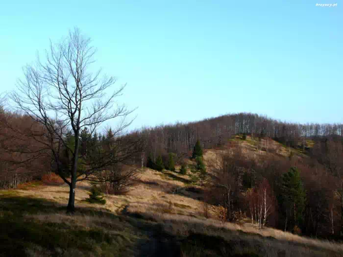 Jaworzyna Kokuszczańska (966 m n.p.m.)