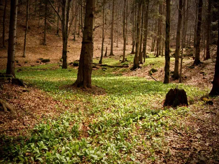 Rezerwat przyrody Baniska ( 141,96 ha) fot. zpkwm.pl