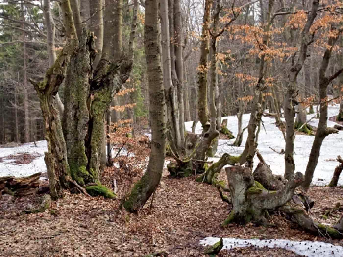 Rezerwat przyrody ebracze  fot. szczawnik.muszyna.pl