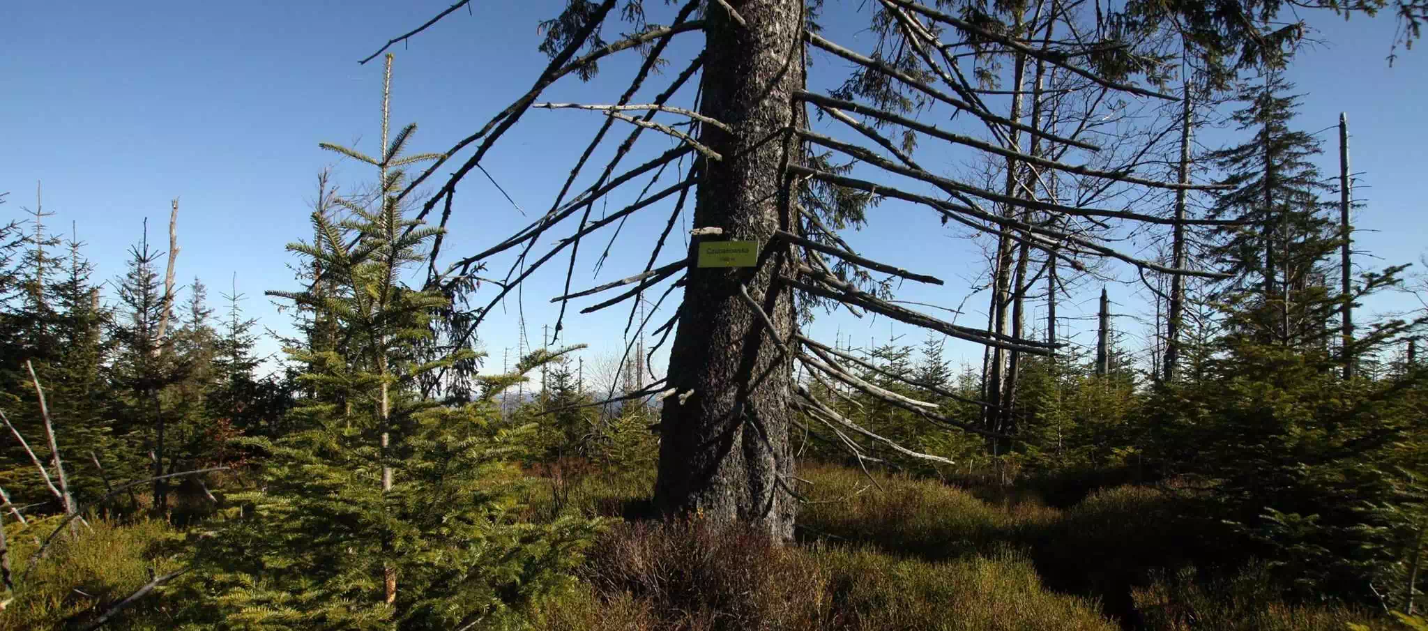  Czubakowska (1069 m n.p.m.) panorama