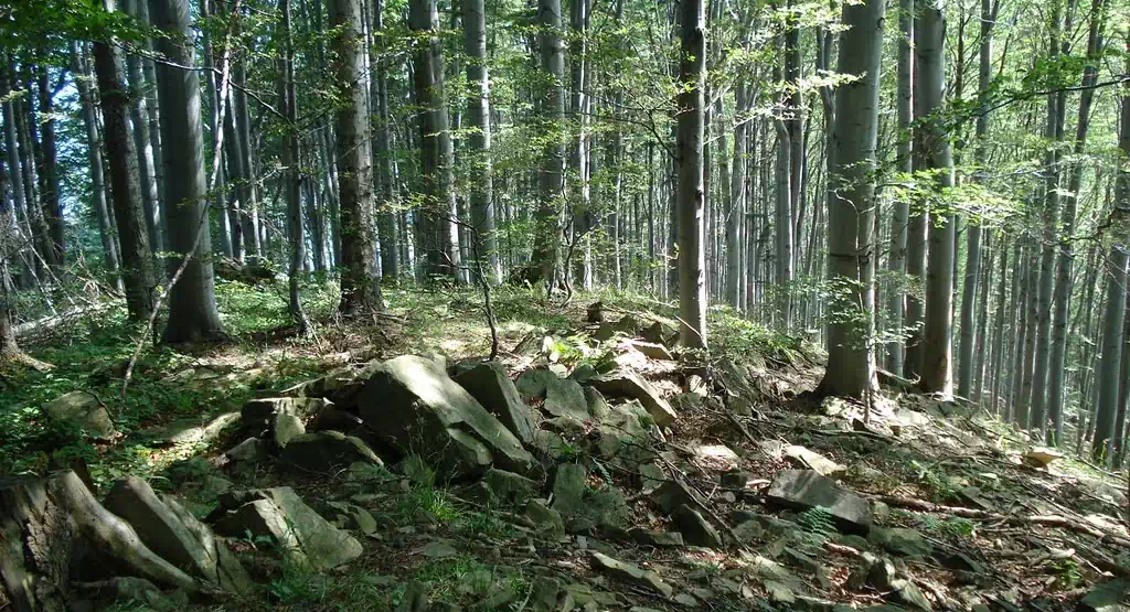  Jastrzębska Góra ( 675 m n.p.m.) panorama