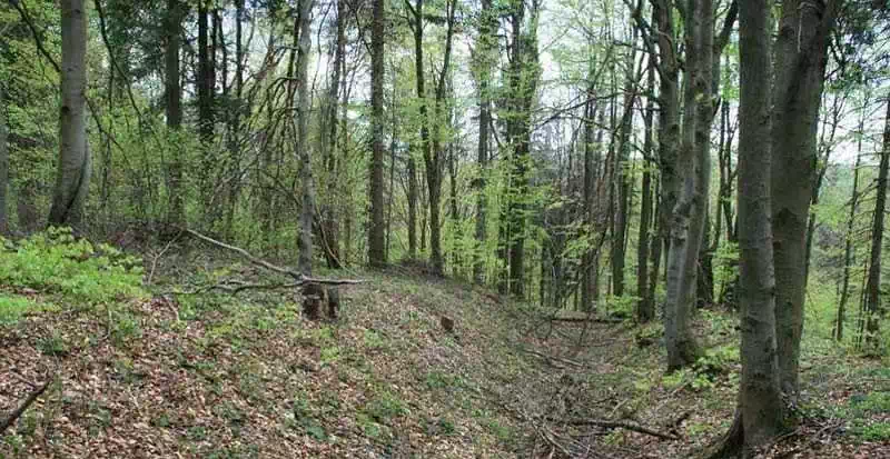  Jawor ( 778 m n.p.m.) panorama