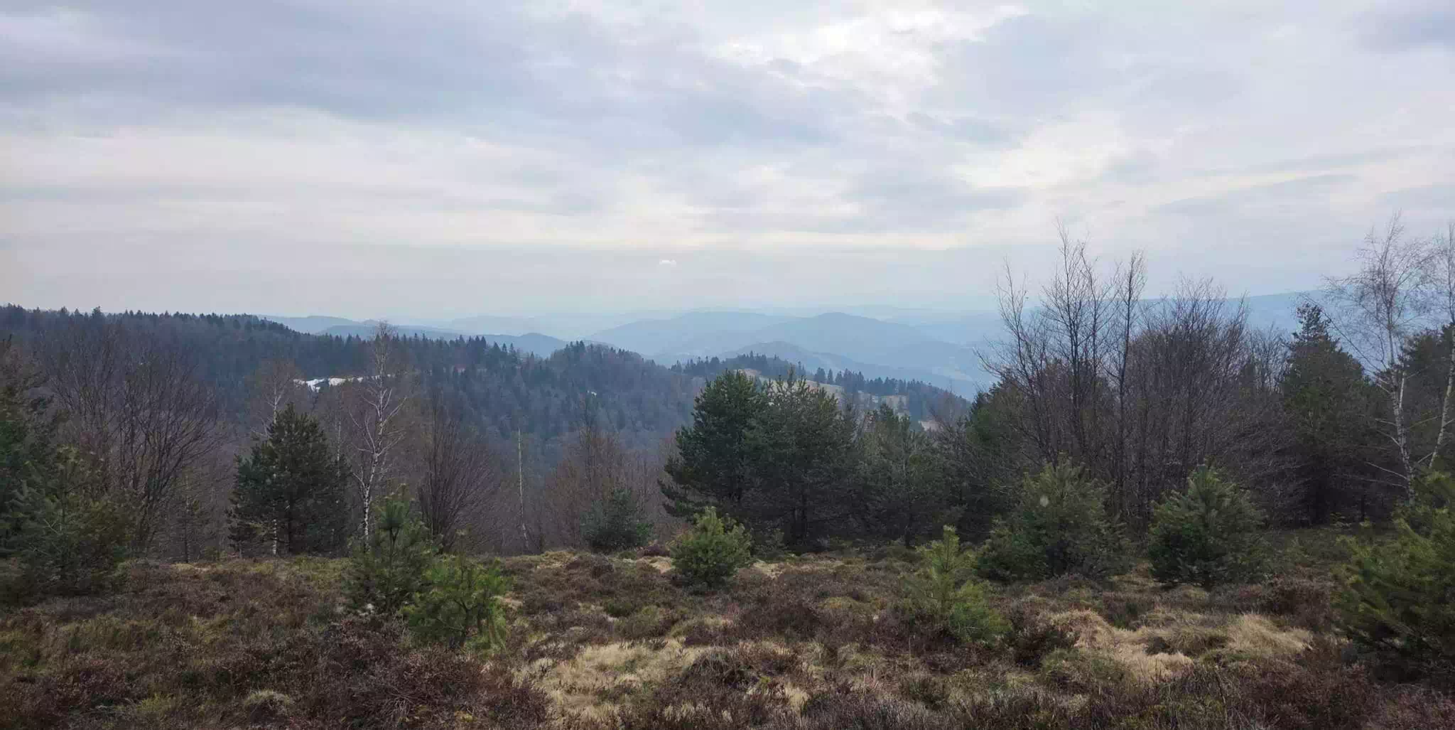  Jaworzyna Kokuszczańska ( 966 m n.p.m.) panorama