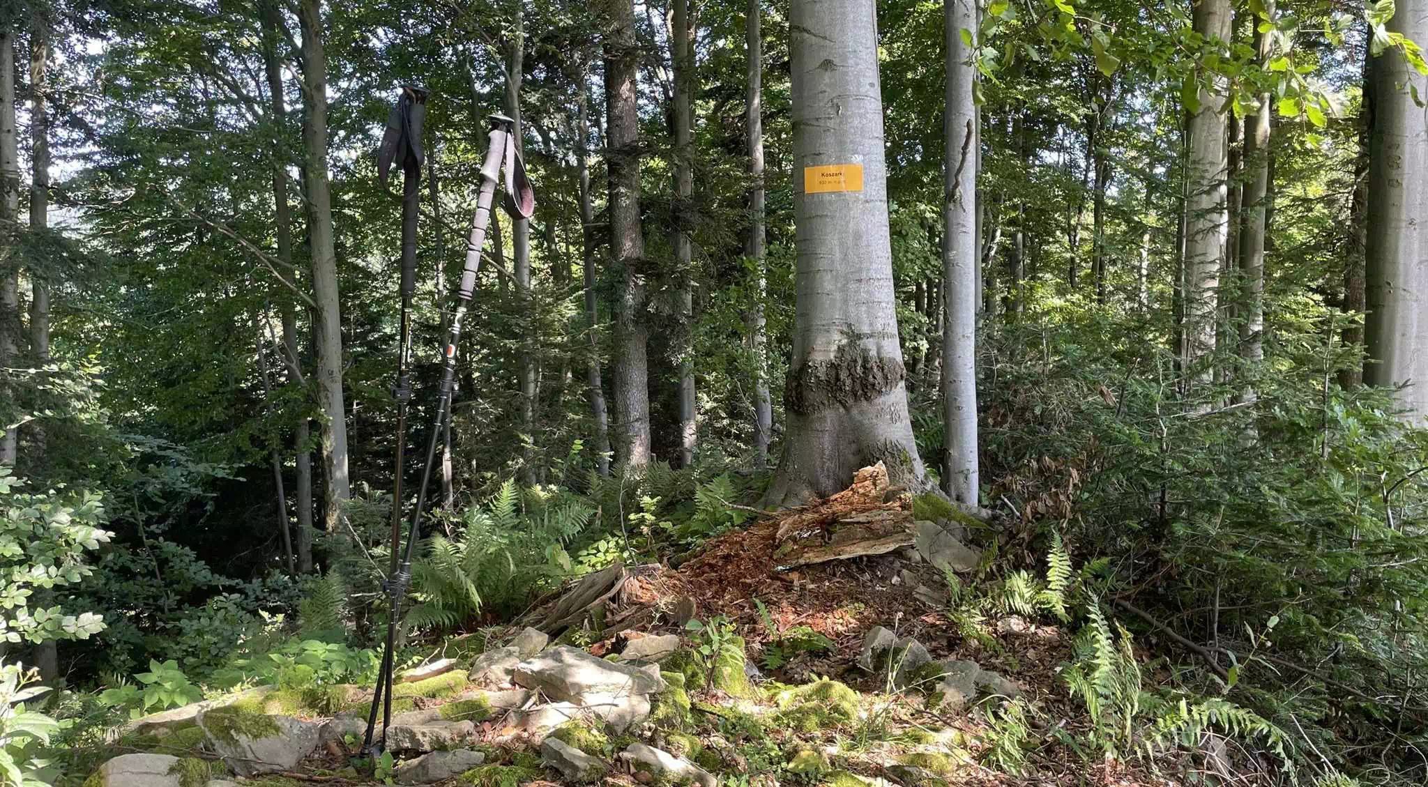  Koszarki (930 m n.p.m.) panorama