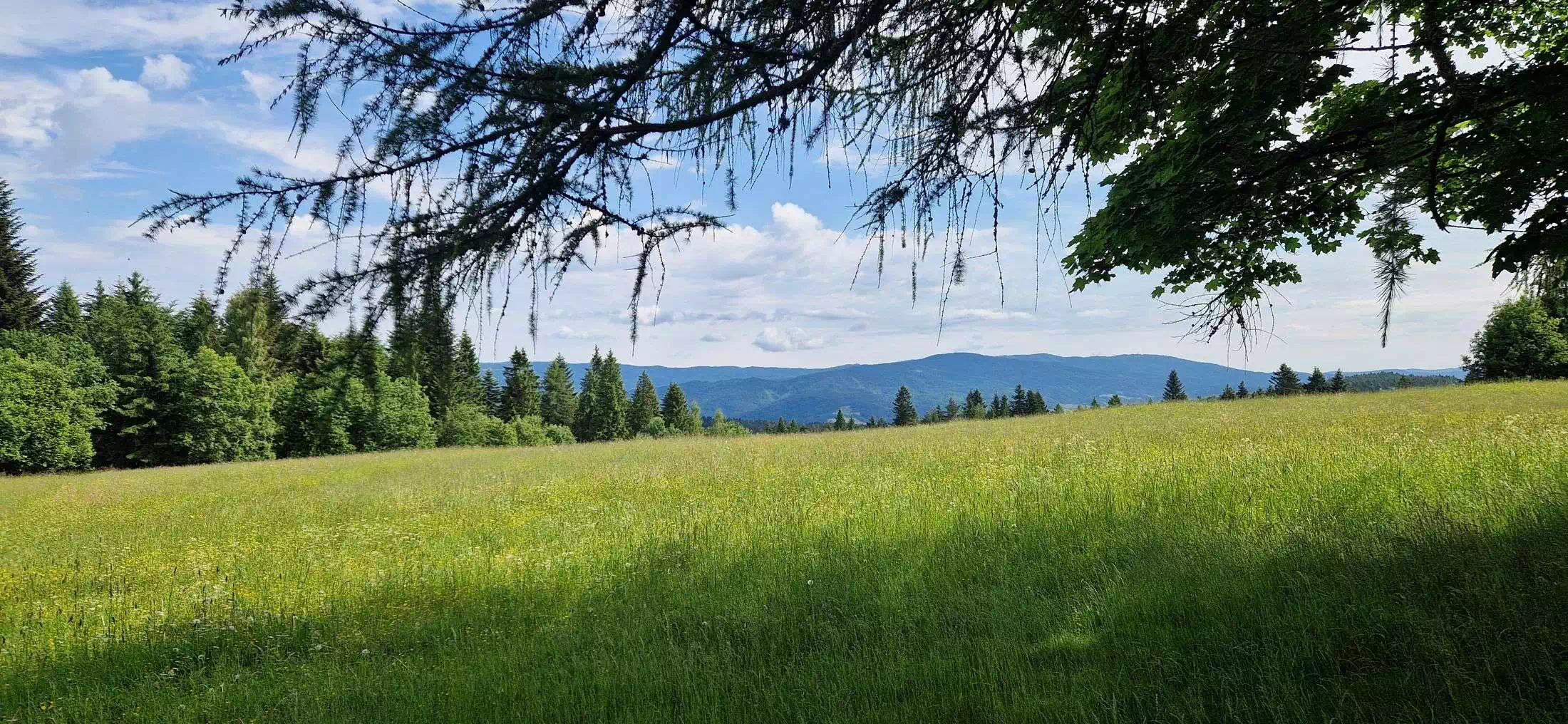  Ośli Wierch ( 859 m n.p.m.) panorama