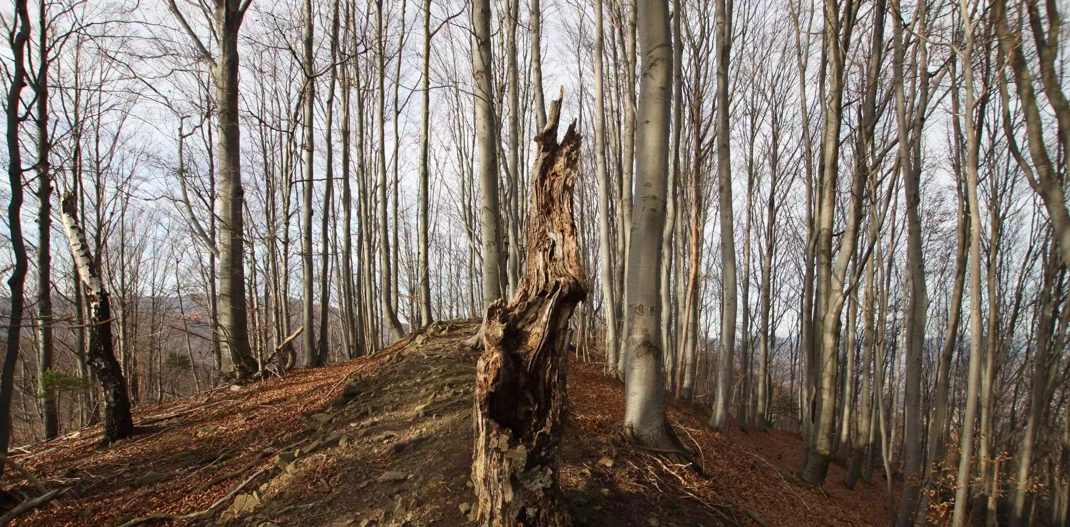  Sobel  Tylmanowski (713 m n.p.m.) panorama