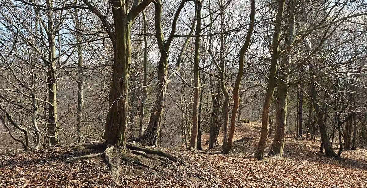  Sołtysia Góra ( 563 m n.p.m.) panorama
