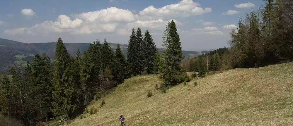  Świni Groń ( 935 m n.p.m.) panorama