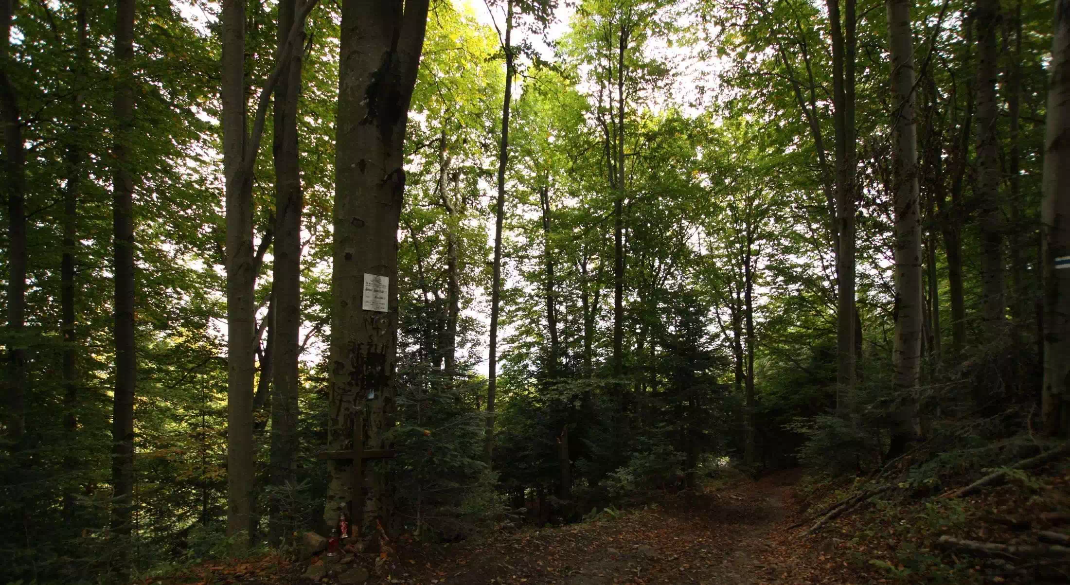  Wdżary Wyżne ( 856 m n.p.m.) panorama