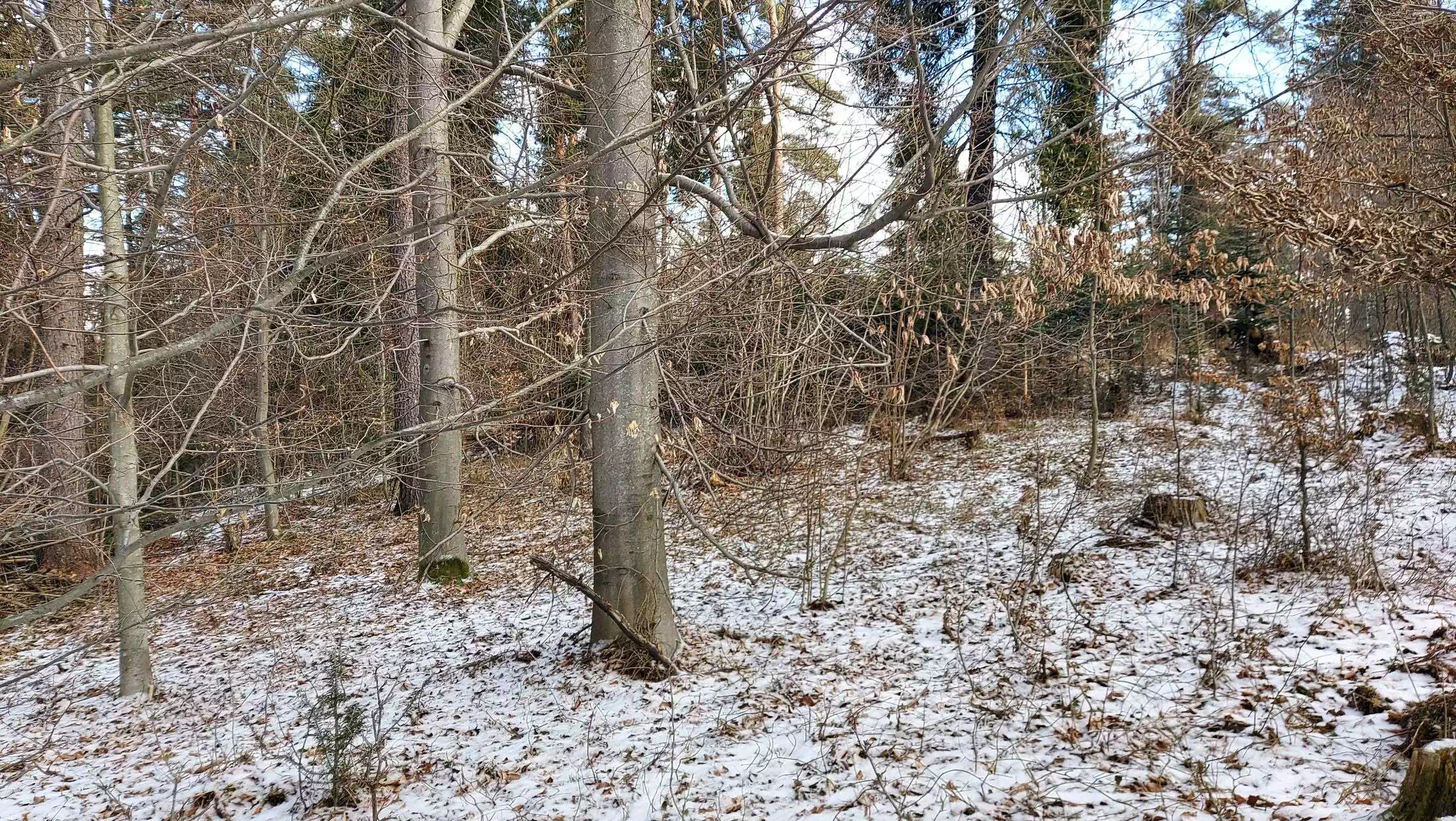  Wielki Łazek ( 698 m n.p.m.) panorama