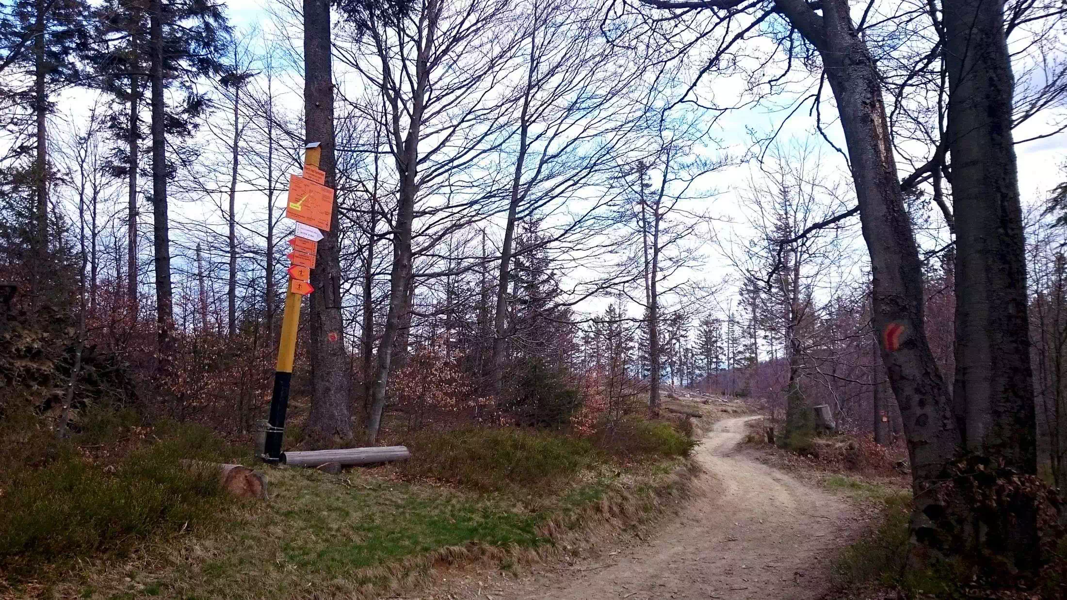 Widok ze szlaku Hala Łabowska - Pisana Hala - Rytro (GSB) w Beskidzie Sądeckim