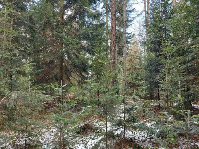Jasiennik