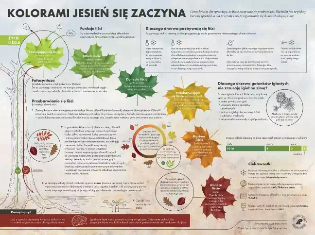 Kolory jesieni licencja:   https://www.lasy.gov.pl/