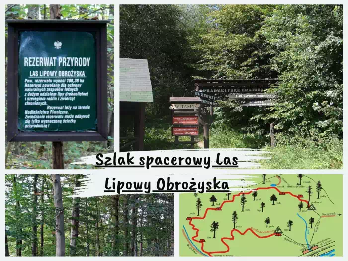 Najpiękniejsze szlaki w Beskidzie Sądeckim Szlak spacerowy Las Lipowy Obrożyska