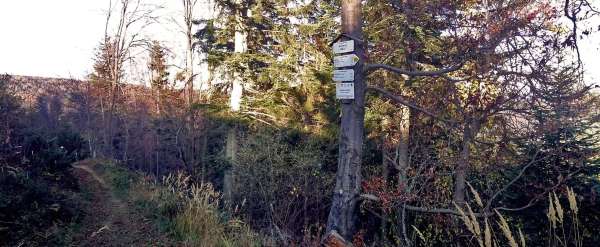 Medvedelica