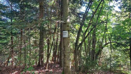 Bereśnik