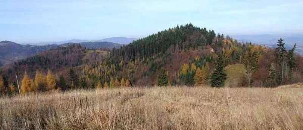 Bucznik