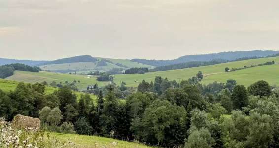 Bukowina