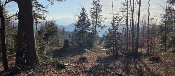 Dzwonkówka