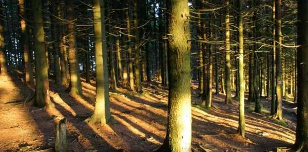 Groń Jaworzyna