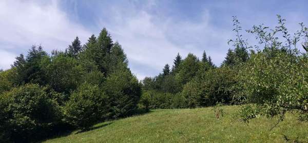 Gucka