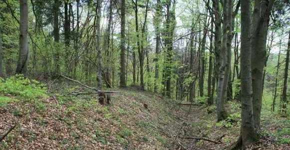 Jawor