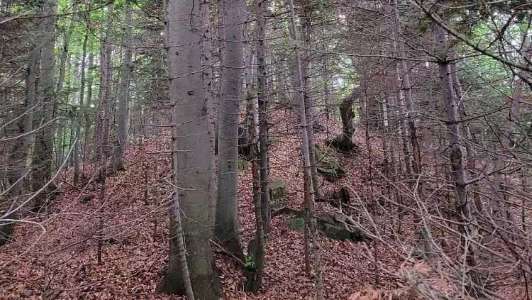 Jaworzyca