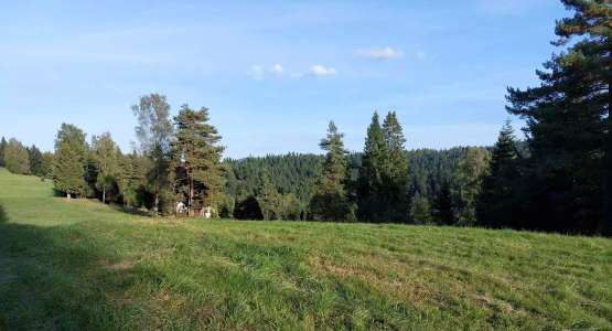 Kotylnica