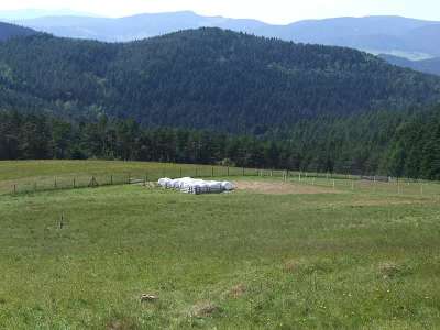 Przykra