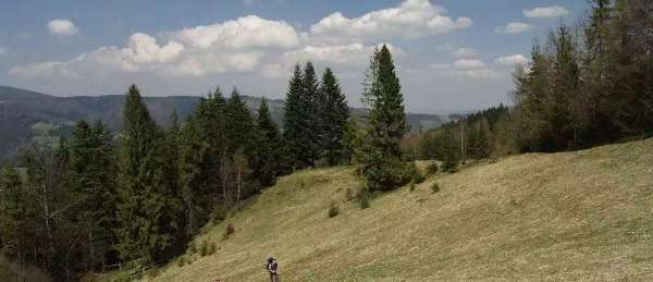 Świni Groń